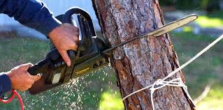 Best Leaf Removal  in Rio Grande, NJ