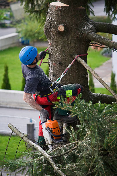 Best Lawn Maintenance Plans  in Rio Grande, NJ