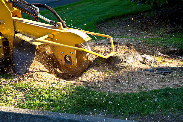 Best Stump Grinding and Removal  in Rio Grande, NJ